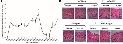 Systematic Analysis of Non-coding RNAs Involved in the Angora Rabbit (Oryctolagus cuniculus) Hair Follicle Cycle by RNA Sequencing